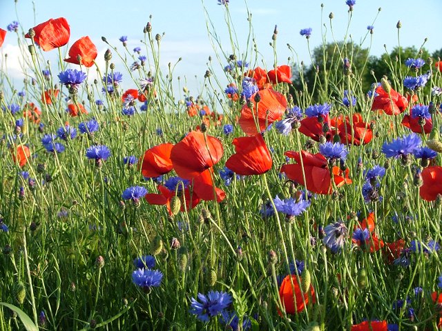 Blumenwiese mit Mohnblumen